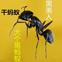 Черный муравей дикий большой черный муравей сухой черный дуэт генпин подлинный Changbai Mountain 500G Бесплатная судоходная сумка северо -восточная кислота.