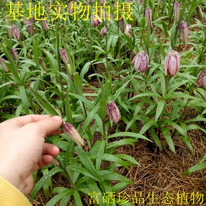 Саженцы для семян Fritillaria, саженцы, Hubei Penrikawa Beiping Beiping Beihe, Zhejiang Beibei