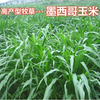 [Мексиканская кукурузная трава]/Джин Ультра -высокий урожай