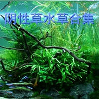 Травяная трава тонкий лист -железо маленький баньян золотые баньянские зеленые водоросли галерея крыша рога железная корона привязана черная деревянная папорочная трава