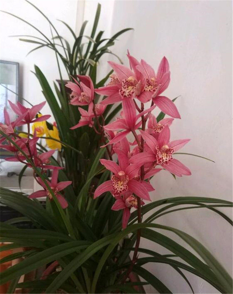 兰花开花有品相4招花朵秀美花超多