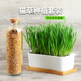 Кошачья трава керамическая кастрюль пшеница посадка кошачья трава посадка в рукав