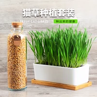 Кошачья трава керамическая кастрюль пшеница посадка кошачья трава посадка в рукав