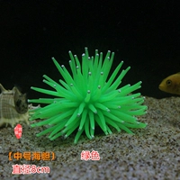 【8 см среднего морского ежа】 зеленый