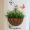 Mô phỏng treo tường hoa treo tường giả hoa giả cỏ treo hoa giả giỏ hoa treo tường trồng cây treo tường trang trí mặt dây chuyền - Hoa nhân tạo / Cây / Trái cây