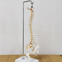 Физиологичный реалистичный съемный скелет, 45см, обучение