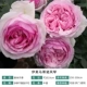 Evemartino Fengqin Roots [2,5 -литровый горшок]