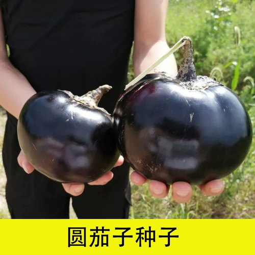 Вы можете оставить органическую фиолетовую кору баклажан