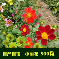 500 зерен Xiaolihua