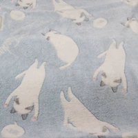 Небо синий поднятый ручной кот