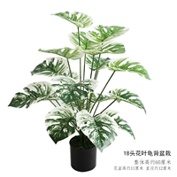 Белые 18 -хеда