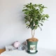 Four Seasons Guiqian Mori Green 1 GALLON POT