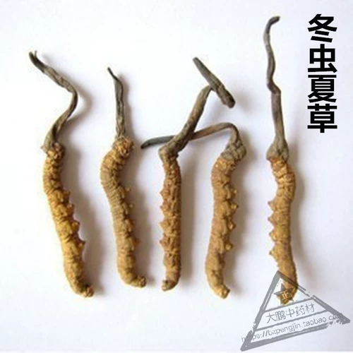 Китайские лекарственные материалы, специализирующиеся на Cordyceps sinensis/nasar cordyceps/cordyceps 10 грамм/3500 штук