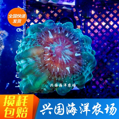 Выбранные кристаллические кристаллические коралл