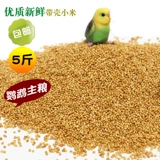 Huangguzi с ракуш