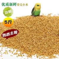 Huangguzi с ракуш