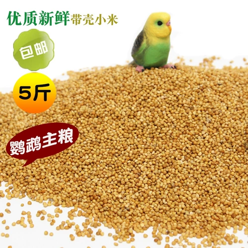 Huangguzi с ракуш
