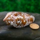 Parisor Snail [7-8 см]