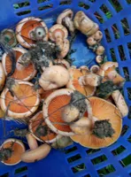 2018 новые товары.Грибные грибные грибные грибы Dabie Mountain Mounty, казначейские бактерии, свежие дикие грибы, 500 грамм