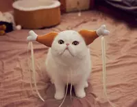 Маленькие куриные ножки (кошки и маленькие собаки)