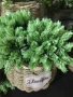 Mori girl handmade DIY chất liệu thịt nhân tạo hoa giả mũ phụ kiện tóc chụp hoa bia cỏ dứa - Hoa nhân tạo / Cây / Trái cây lan giả
