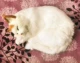 Спящая кошка желтая голова и черная голова указывают, что она не называется 35 см