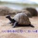 8см маленькая слоновая черепаха (твердый пластик)