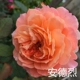 Андре Роуз