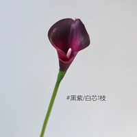 Little Horseshoe Lotus 1 ветвь [Черно -фиолетовое/белое ядро]