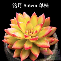 Кремовый, белый