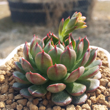 美尼月迫 红姬莲 多肉植物 阳台 肉肉绿植 多肉组合小盆栽花卉