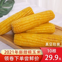10 2020 Новая сладкая клейкая желтая кукуруза Северо -восток специальные продукты