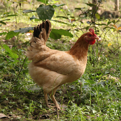 龙游麻鸡农家散养2年龄老母鸡月子鸡放养跑山鸡正宗草鸡新鲜现杀