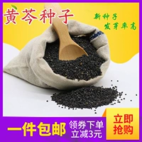Gansu Scutellaria baicalensis Seed 500 г грамм бесплатно доставка 2021 Чистое новое высококачественное китайское фармацевтическое семена семян семян.