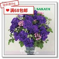 Семена семян цветов*Японская саката*оранжевая плазма*серия волн 10 зерен