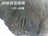Камбрийский корсикен ископаемые ископаемые ископаемые натуральная пимоматология триснонона ископаемое фолм -кросс -изобилие после популярных преподавательских лейблов