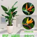 Jingyi Цветочный дом Крытый рабочий стол Горшечные растения Цветы Райская птица Саженцы цветов Красивая райская птица Бонсай