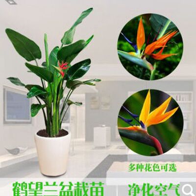 Jingyi Цветочный дом Крытый рабочий стол Горшечные растения Цветы Райская птица Саженцы цветов Красивая райская птица Бонсай