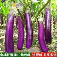 Семена овощей с пурпурно -красными семенами баклажан