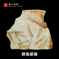 Западный лиаонинг Liaoning Wolf Ward Fossil Fossil Fossil Simagon ornational Stone Landwory Animal Fossil Oscial Boutique Boutique Swing