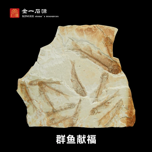 Западный лиаонинг Liaoning Wolf Ward Fossil Fossil Fossil Simagon ornational Stone Landwory Animal Fossil Oscial Boutique Boutique Swing