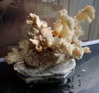 Коралловые ископаемые бонсай грубая декоративная форма уникальная коллекция декоративных изданий