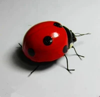 Модель животного, модель насекомых, магнитный реквизит для фотографии, обучение