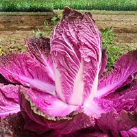 Фиолетовая фиолетовая семена каллиграфии 20 камня