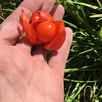500 кусочков красного фруктового гриба Девы