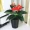 Cây giả hoa anthurium hoa giả chậu trồng cây sàn lớn cây xanh phòng khách trong nhà hoa trang trí mô phỏng cây nhựa hoa - Hoa nhân tạo / Cây / Trái cây