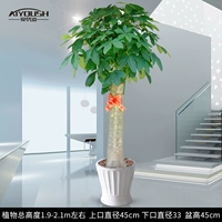 1,9-2,1 метра большого [белого талантного бассейна] ограничено тем же городом