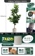 Новый Qinye rong 96 листья 160 см дай PP Pot Oat White