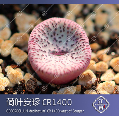 taobao agent Pork cone 2020 New seeds lotus leaf Anzhen CR1400 seeds sowing succulents are still Jiangnan