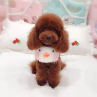 B.Duck, чокер ручной работы, нагрудник, слюнявчик, аксессуар, кот, домашний питомец